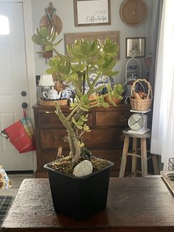 Live Jade Small Tree Style Succulent Plant