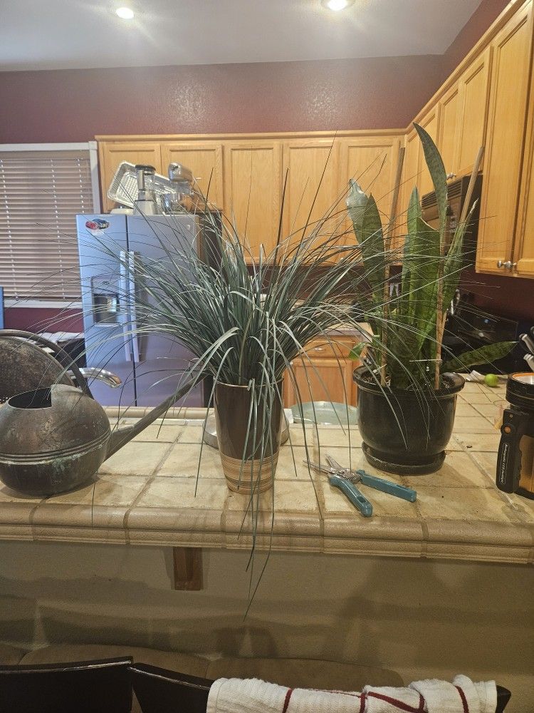 Fake Plant (The Middle Plant Is For Sale)