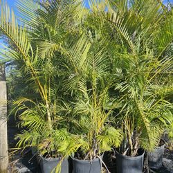 arecas over 8 to 9 feet tall Instant  Privacy  Hedge  for fence 