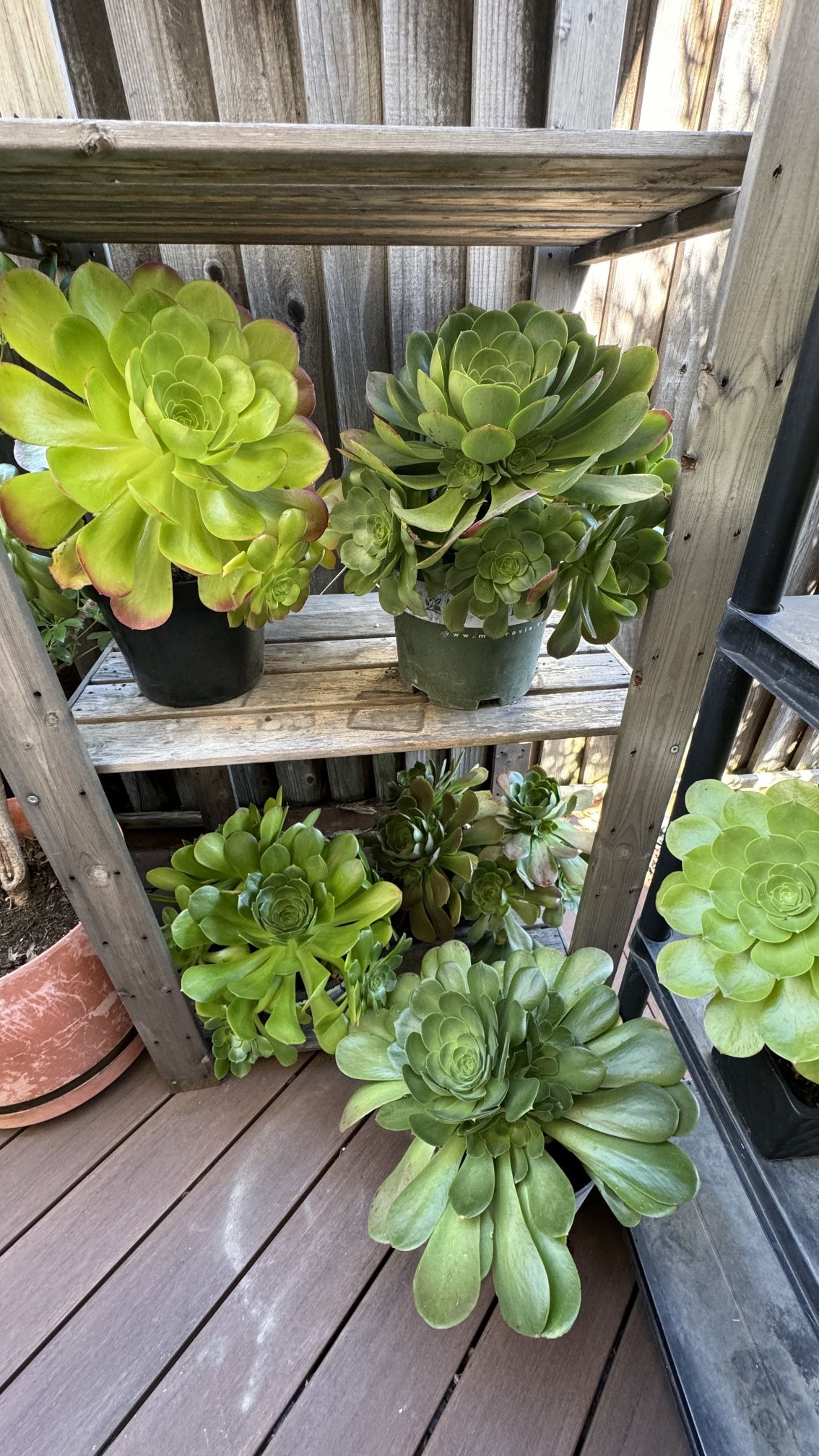 Succulents and seven fingers