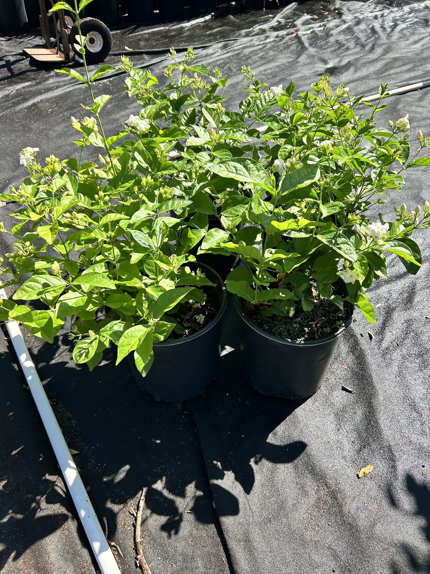 3g Arabian jasmine