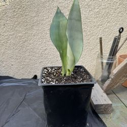 Moonshine Snake Plant