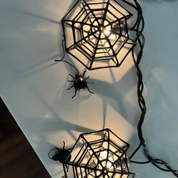 Spiders