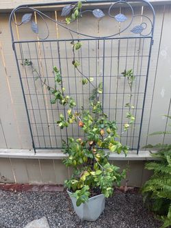 Plants