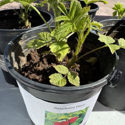 Raspberry Plant 