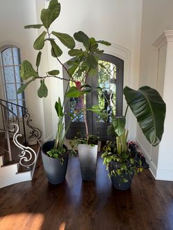Large House Plants in Black Pots - Bird of Paradise