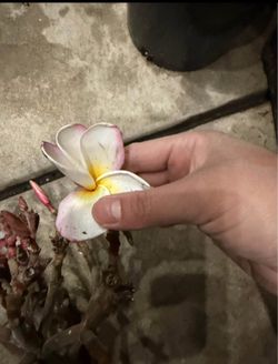 Cutting plumeria
