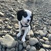maggie