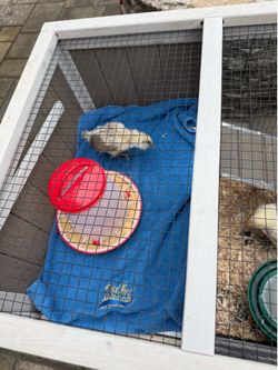Cage and feeder