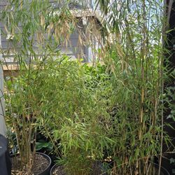 Bamboo 