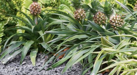 Pineapple Plants