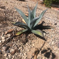 Plants 25-15