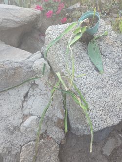 Planta de dragón fruit