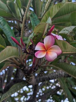 Rare Plumeria Clippings - $20 p/branch