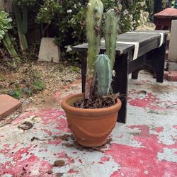 Lopsided Cactus Potted