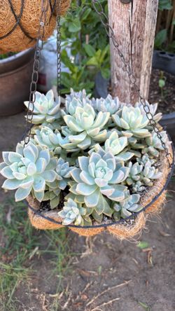 Hanging Succulents plant/planta suculenta