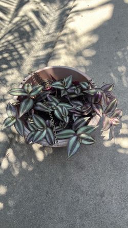 Plant for sale healthy