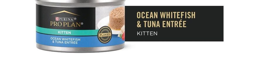 Wet Food for Kittens