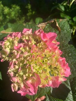 Hydrangeas  plants