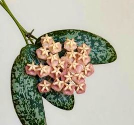 Hoya Sigilatis Borneo