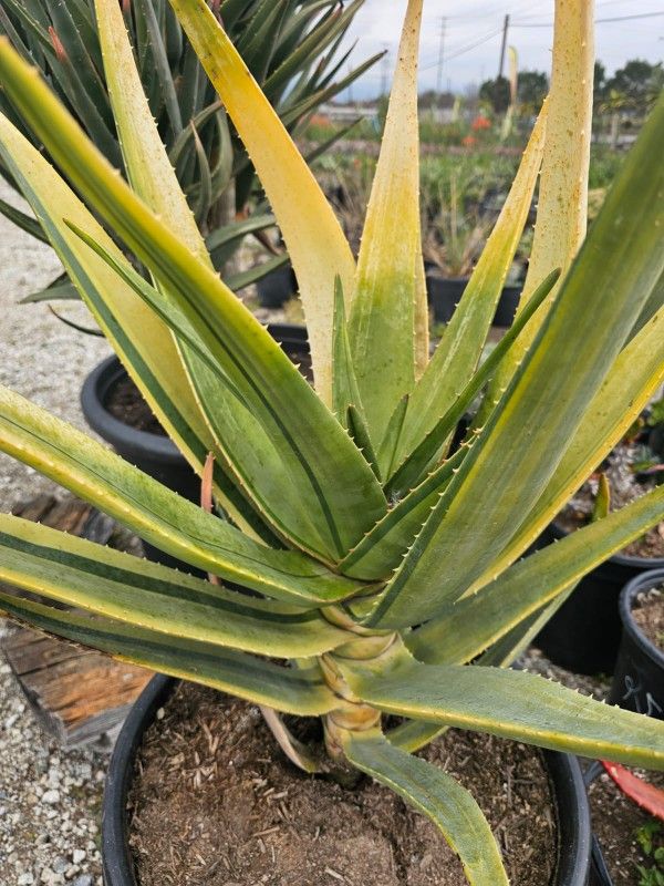 Aloe Hercules Palm Variegated,All Products : American Fashion Style Bags On Sale