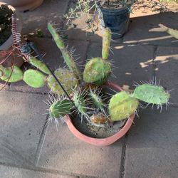 Big Desert Cactus 🌵 In Clay Pot Large Spiky Plant Flower Garden Home Patio Design