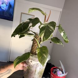 white princess philo