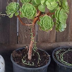 Suculenta 24" Pulgadas De Altura 