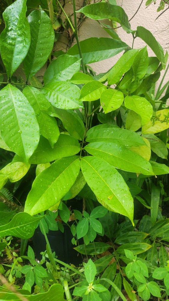 Very Large Ackee Plant