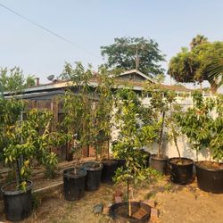 Peach Tree