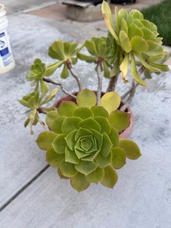 succulents  (Iris rose)