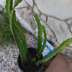 Dragon fruit plant $45obo