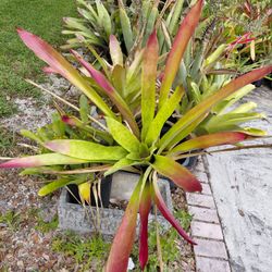 Bromeliad Landscape plant potted poolside plant