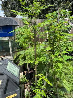 Moringa