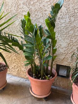 ZZ Plant Large, Pot Saucer & Dolly Included