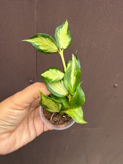 Hoya Polyneura inner variegated