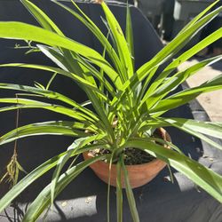 Planta