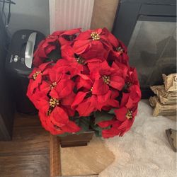 Christmas Plant