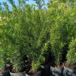 Privacy Hedge Plants 3gl $8🌿🌿