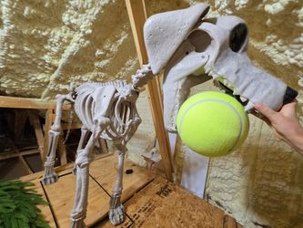 Halloween Skelly Dog Skeleton