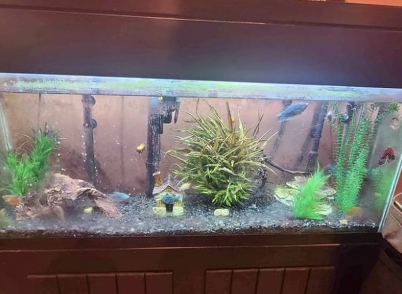 50 Gallon Tank With Stand