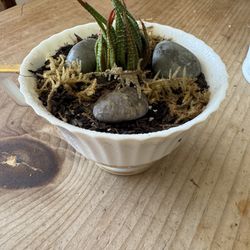 Small Tea Cup Succulent