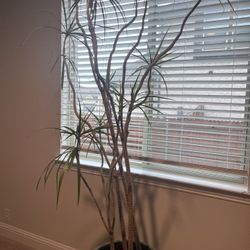 Live Dragon Tree About 7’ Tall 