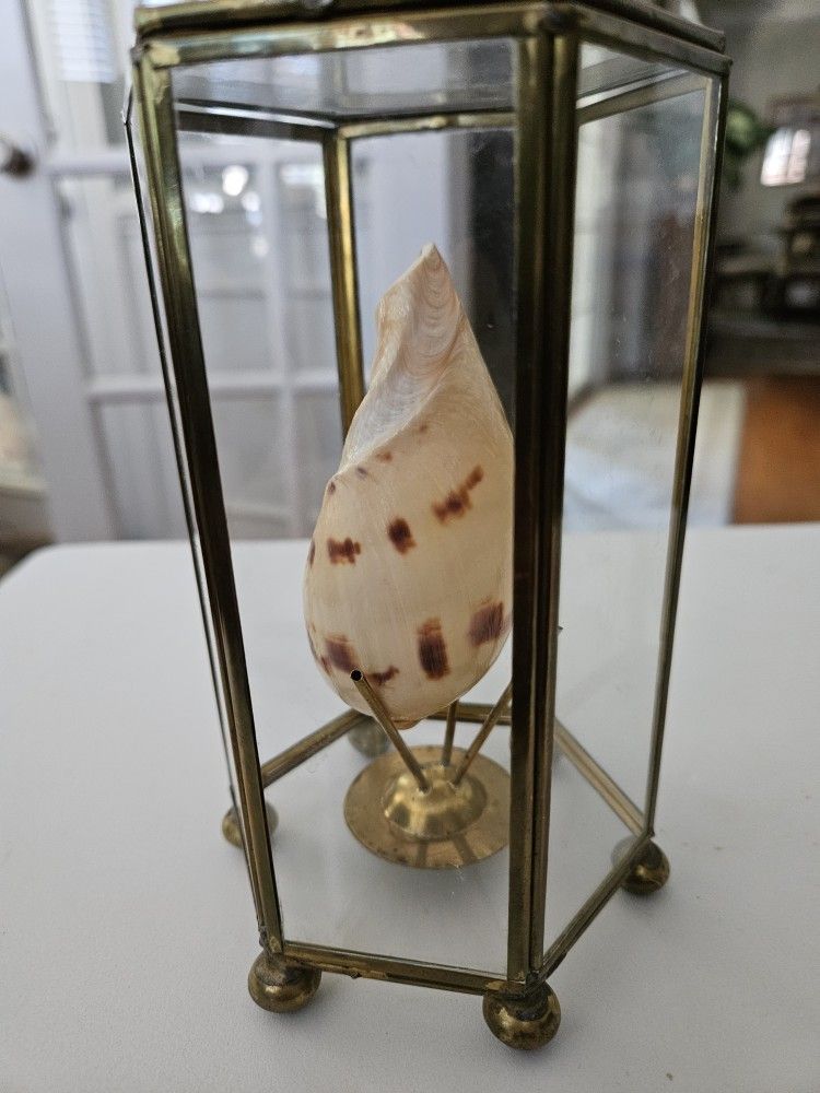Small Hexagonal Display With Small Conch Shell