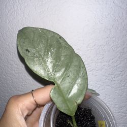Hoya Coriacea Silver