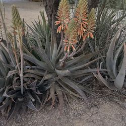 Aloe mature plants