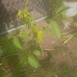 English walnut tree approx 2 ft tall