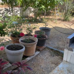 Rose Plants $25 Each 
