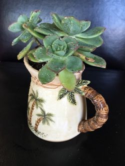 Real live succulents make great gifts