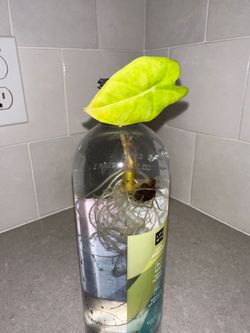 Alocasia starter